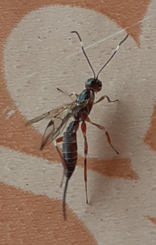 Xorides praecatorius